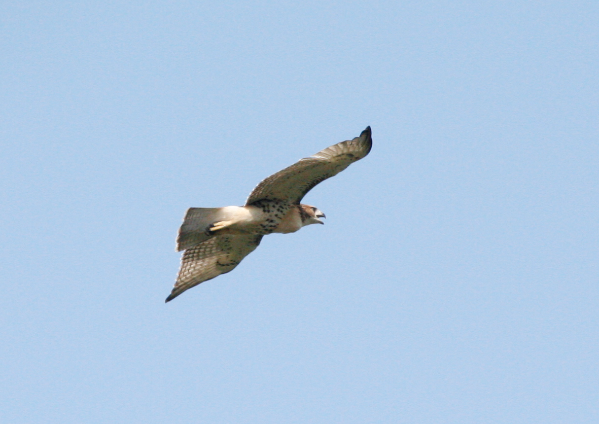 hawk100.png