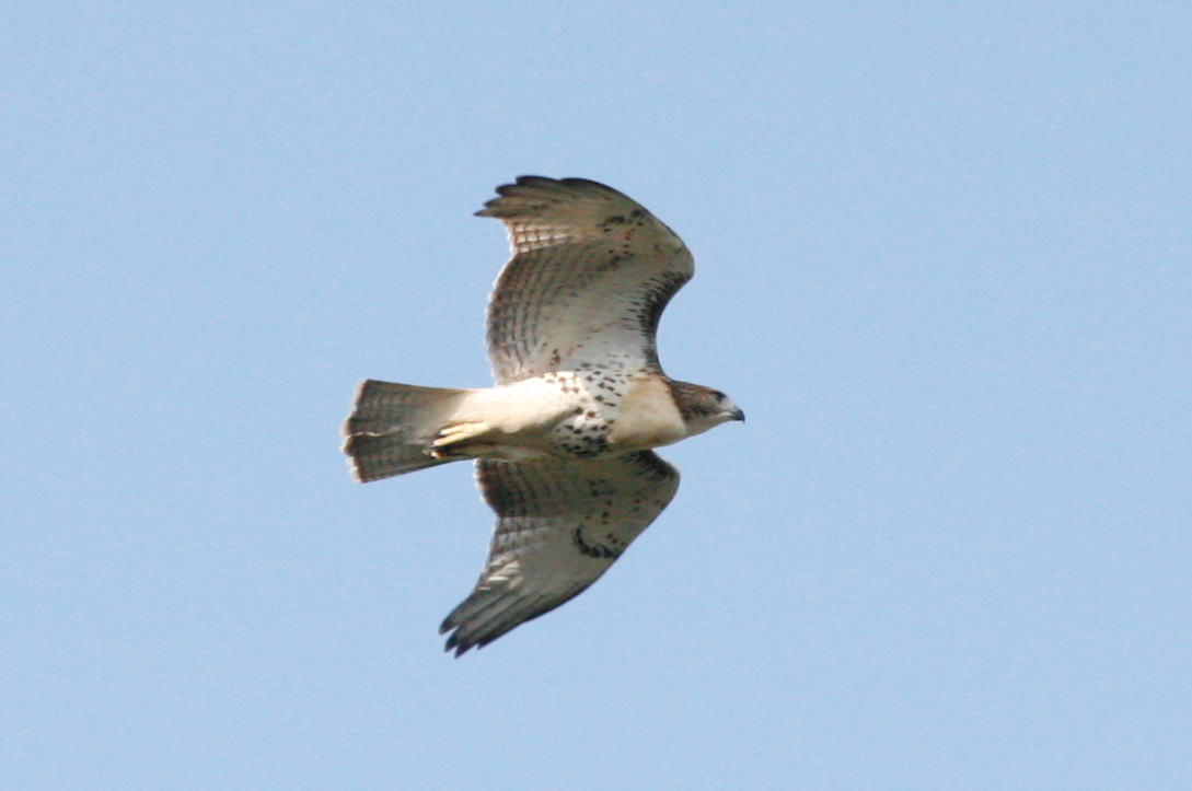 Hawk101.png