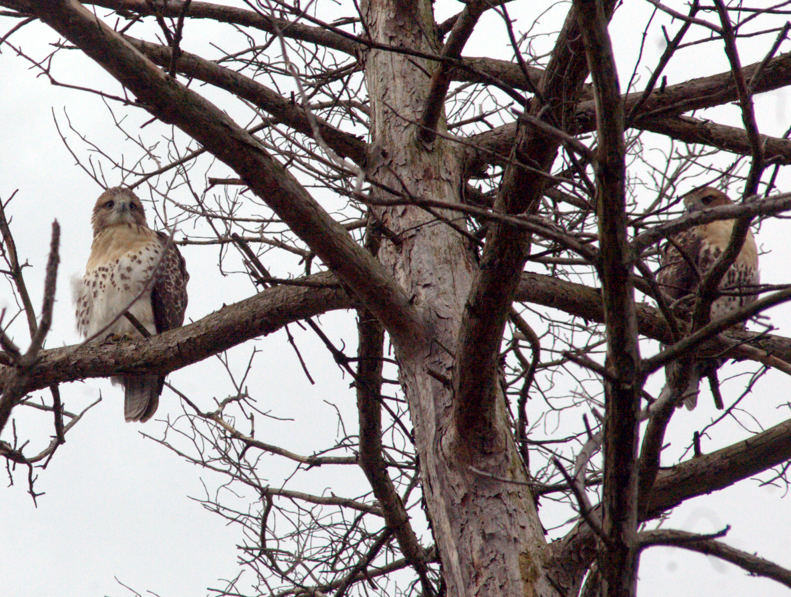 hawk6.png