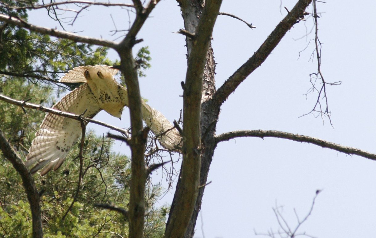 hawk203.png
