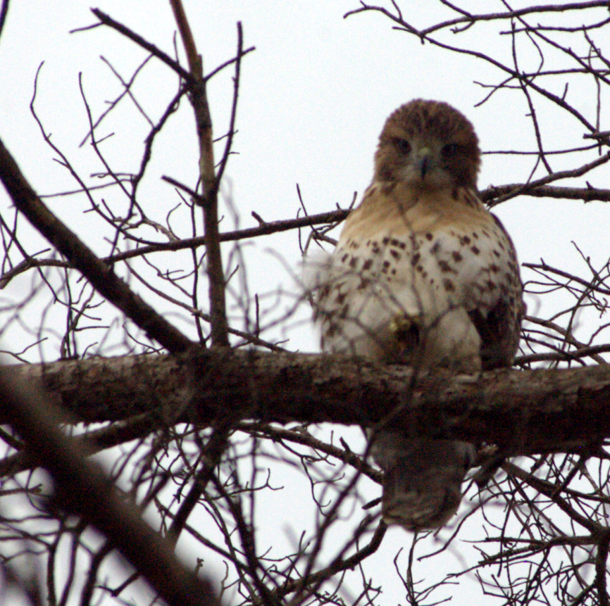 hawk2.png
