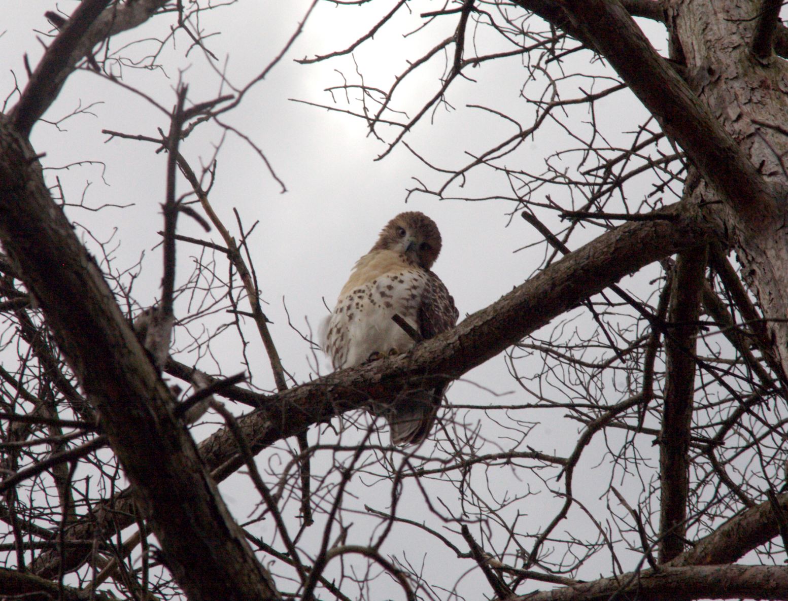 hawk9.png