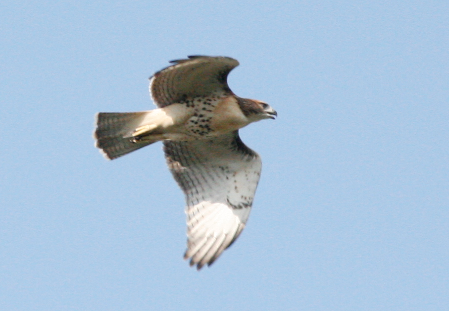 hawk103.png