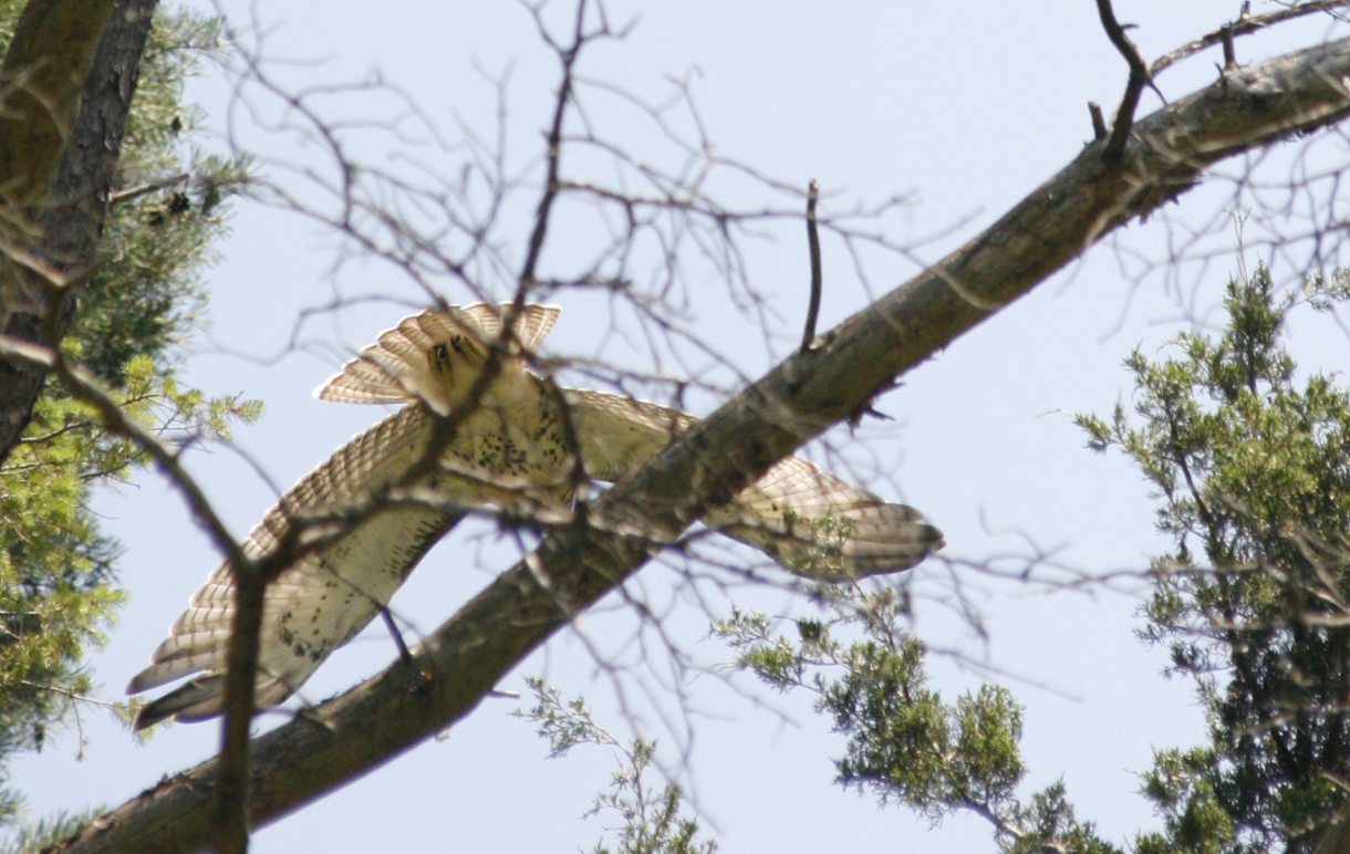 hawk204.png