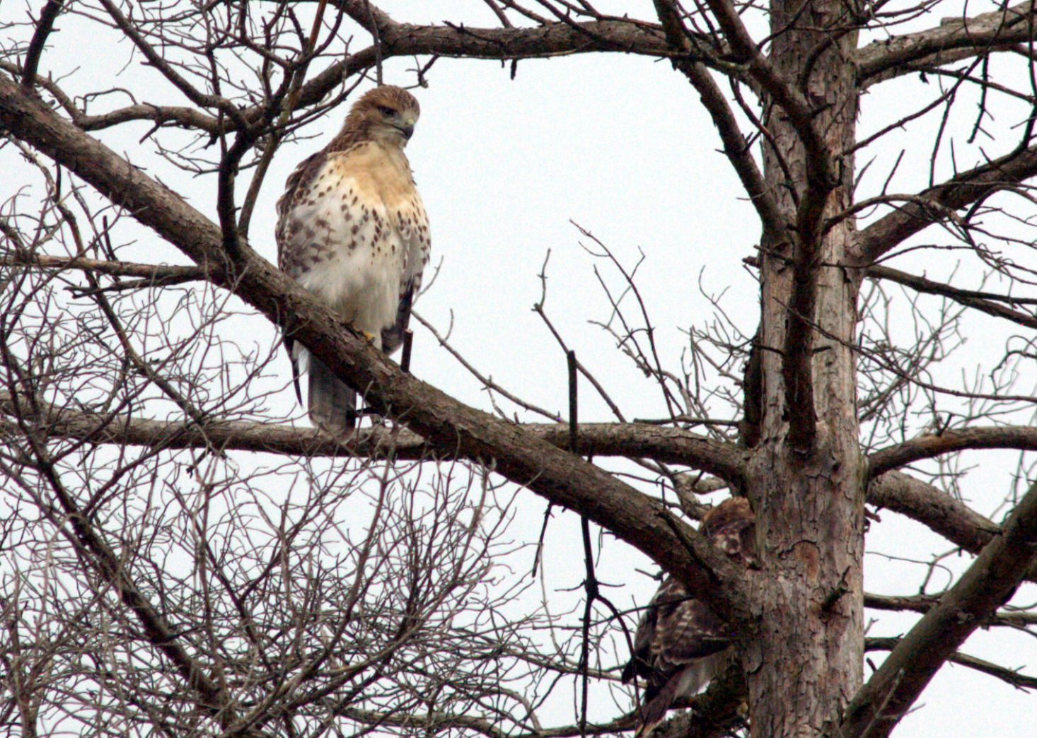 hawk1.png
