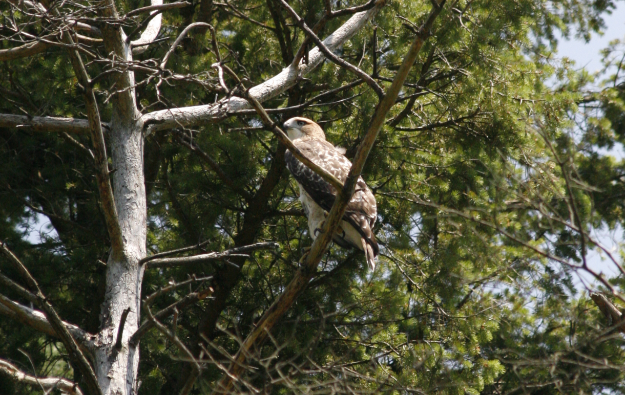 hawk 201.png
