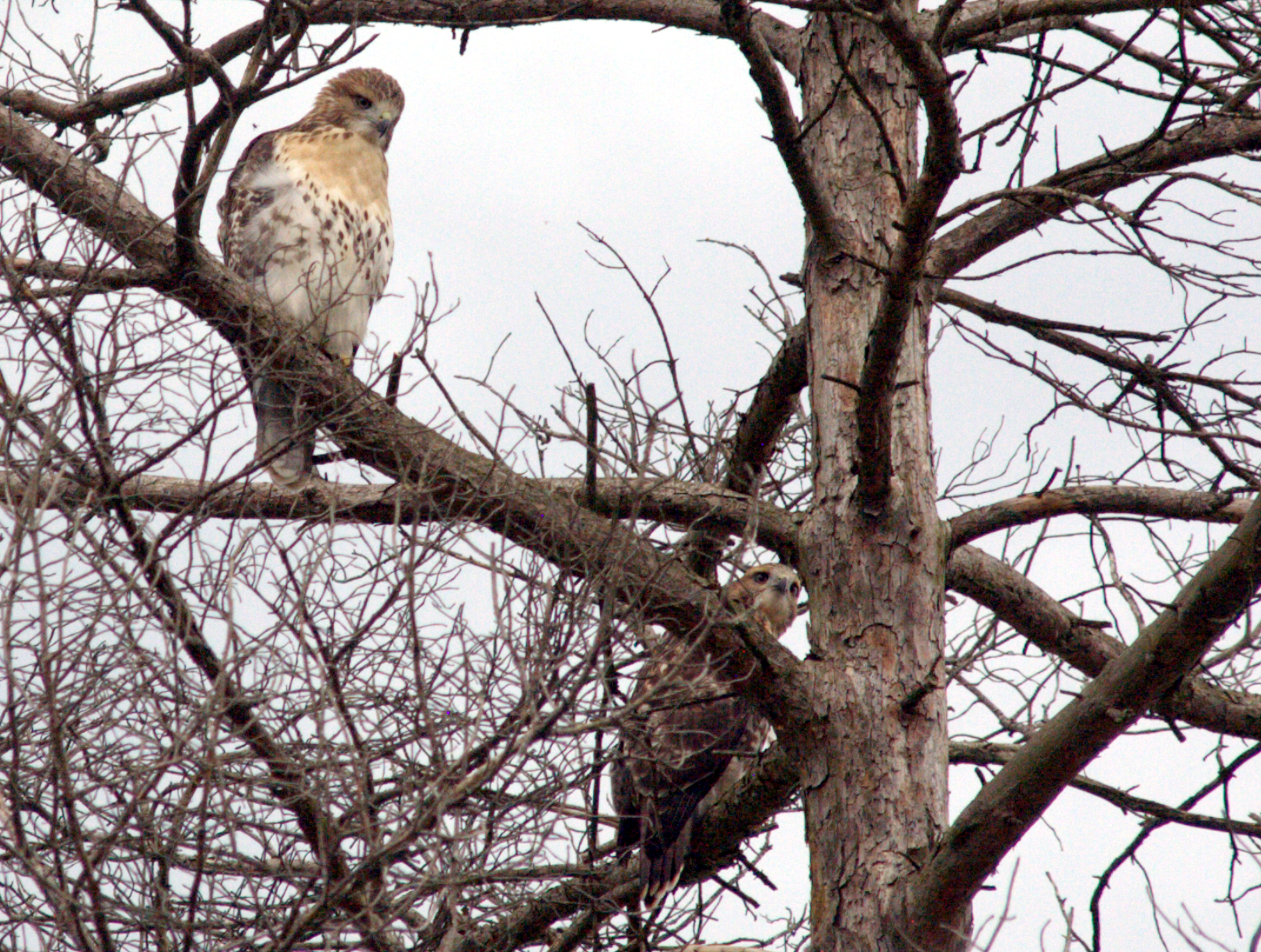 hawk5.png
