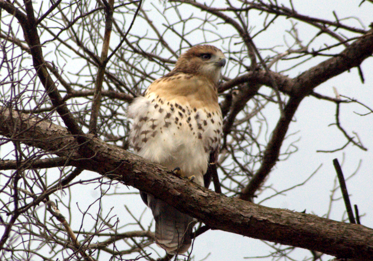hawk4.png